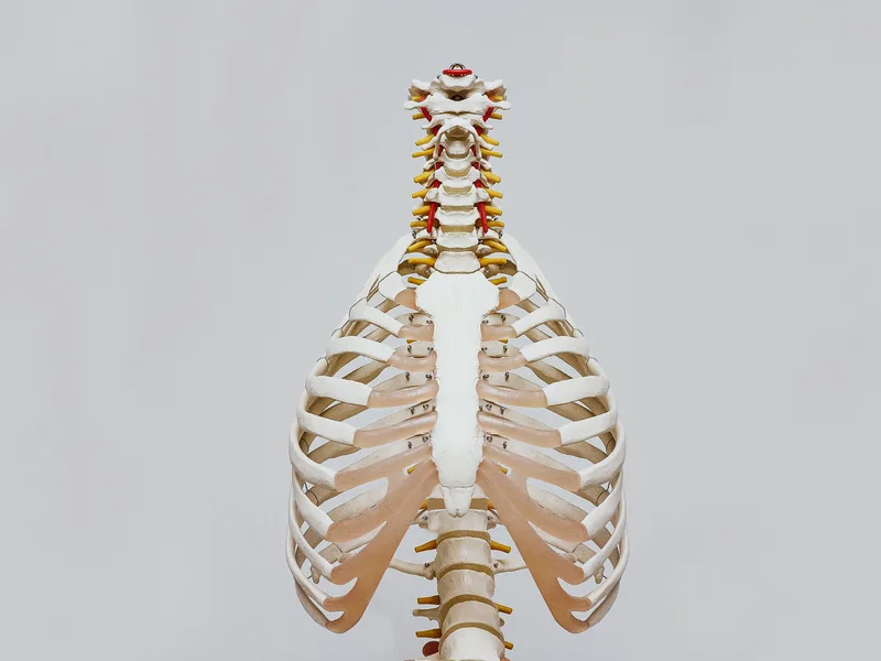 How X-Rays works at The Lab Chiropractic
